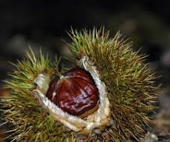 Nut trees that grow and produce well in tennessee include butternut, heartnut and hican. Tennessee Fruit Nut Trees Hunker When To Plant Vegetables Fruit Garden Interesting Plants