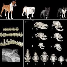 While many dog breeds have traditionally had their tails docked, these 7 breeds are born without a wagger. Phenotype Of Screw Tail Breeds A Photographs Of Typical Download Scientific Diagram