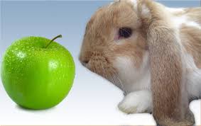 Nature facts here are some useful tips and interesting trivia about the world of the wild! Can Rabbits Eat Apples Be Careful At Plants Or Seeds