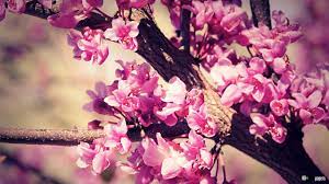 Looking for the best wallpapers? Girls And Flowers Wallpapers Wallpaper Cave