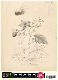 Industry:sporting goods and bicycle shops. A Revision Of The Solanum Elaeagnifolium Clade Elaeagnifolium Clade Subgenus Leptostemonum Solanaceae
