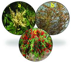 Image result for Rumex lanceolatus