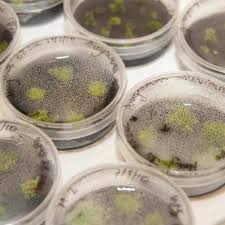 Image result for Parkeriaceae