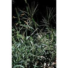 Image result for Digitaria debilis