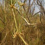 Image result for Sporobolus consimilis