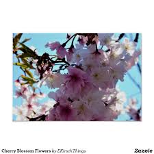 Cherry Blossom Flowers Poster Zazzle Com Cherry Blossom Flowers Blossom Flower Flower Photos