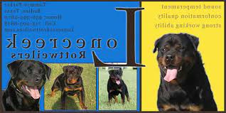 The american rottweiler club (arc) was formed in 1973 to promote the health tested and cleared reproduction of the rottweiler as well as protect them as a breed. German Rottweiler Puppies For Sale In Houston Texas Petsidi