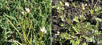 There are lots of do it yourself weed killer recipes you can use to tackle infestations, but is a spray the best method for your situation?. Turf Finder Weed Flickweed