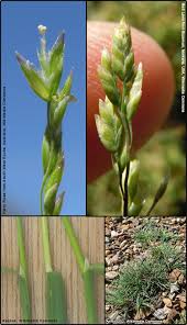 Image result for Poa binata