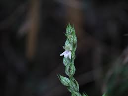 Image result for Justicia betonica