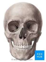 Skull has 8 bones in cranium and 14 in the face. Skull Anatomy Structure Bones Quizzes Kenhub
