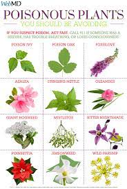 Guide To Poisonous Plants Poisonous Plants Poison Ivy Plants Plants