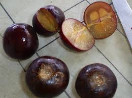 Di beberapa negara lain, beberapa nama diberikan seperti rukam (filipina), ta khop thai (thailand), rukam manis, rukam gajah, rukem (malaysia), jawa rukamu (jepang). Si Langka Buah Rukam Yang Berkhasiat Bibitbunga Com