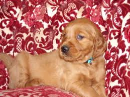 Review how much golden irish puppies for sale sell for below. View Ad Golden Irish Puppy For Sale Near Pennsylvania Tower City Usa Adn 65369