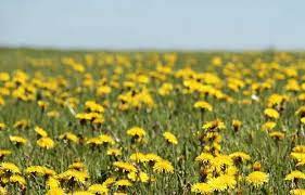 Dandelion Flower Meaning In Bengali Best Flower Wallpaper