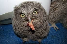 Secara keseluruhan burung hantu ini berwarna pucat dan matanya berwarna gelap. Cara Ternak Burung Hantu Celepuk Yang Baik Dan Benar