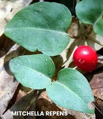 Image result for Momordica repens