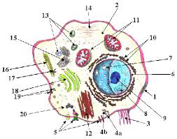 Mitokondria juga dinamakan mesin sel, yang bentuknya hampir sama dengan cerutu serta memiliki dua lapisan membran yang berlekuk yang disebut dengan kristas. Kuis Tentang Sel Biology Quizizz