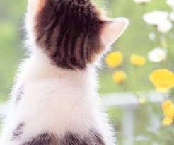 Pantun jenaka lucu romantis 2 bait. Tamara Tamaralvrft Profil Pinterest