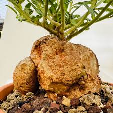 Image result for Stathmostelma fornicatum