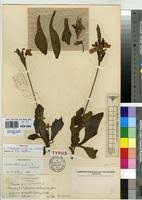 Image result for Crossandra puberula