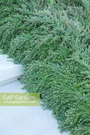 Image result for Cotoneaster microphyllus