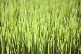 How To Grow Soil Less Wheat Grass Growing Wheat Grass Wheat Grass Growing Wheat