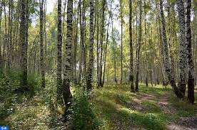 ‫غابة‬‎ ile ilgili görsel sonucu