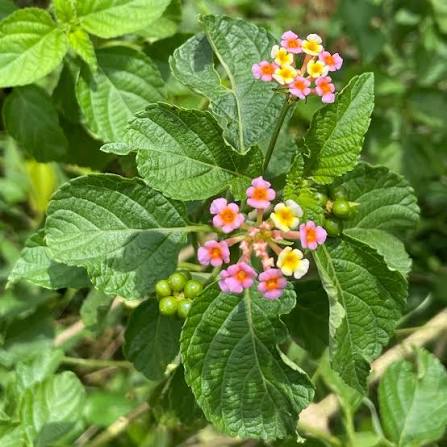 Lantana Camara