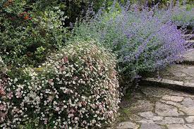 Erigeron Karvinskianus A Garden Tested Hardy Perennial Plant Mexican Fleabane Amazon Co Uk Garden O Container Plants Hardy Perennials Perennial Plants
