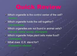 Animal cells also contain structures that are not found in the plant cells such as, cilia and flagella, lysosomes and centrioles. Ultra Structure Function Of Typical Plant Cell Cell