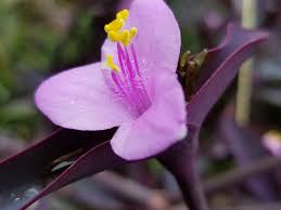 Wandering jew, in christian legend, character doomed to live until the end of the world because he taunted jesus on the way to the crucifixion. Purple Heart Plant Wandering Jew Flower Plant Garden Flora Purple Heart Pikist
