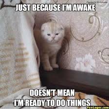 #1 lets get you home buddy. 10 Funny Pictures Of Today Funloger In 2020 Funny Animal Memes Funny Cat Memes Funny Animal Jokes