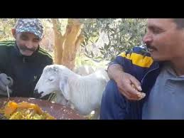 Check spelling or type a new query. Un Mouton Qui Mange Le Couscous Youtube