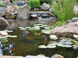 Some will tell you that they need to be a minimum of 3′. What Size Koi Pond Should I Design For My Yard Turpin Landscape Design Build