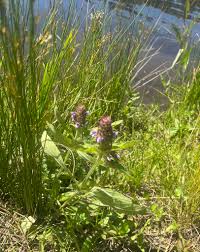 Image result for Clappertonia ficifolia
