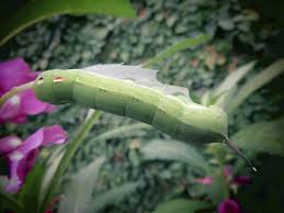 A lot of household waste like bottles and newspapers can be recycled and used again. 5 Common Pests That Like To Call Your Lawn Home