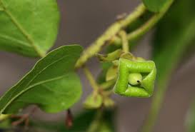 Image result for Diospyros loureiriana