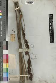 Image result for Tetraria