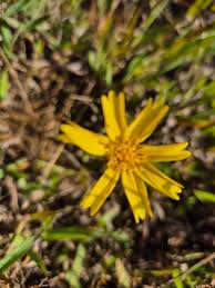 Image result for Guizotia scabra