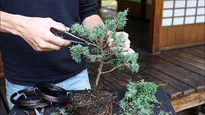 Removing the bonsai tree wire. How To Create A Bonsai Tree Diy Youtube