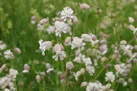 Image result for Silene