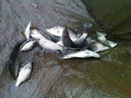 Di indonesia ikan kakap putih dijumpaidi perairan pantai, tambak air payau, dan muara sungai yang. 17 Cara Budidaya Ikan Kakap Putih Arenahewan Com