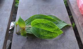 Khasiat dan manfaatnya untuk mengobati infeksi kandung kemih, kencing batu, encok, bengkak kandung kemih, infeksi. Fakta Luar Biasa Pokok Keduduk Bulu Umpan