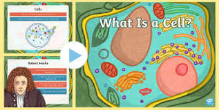 We did not find results for: Animal Cell Labelling Activity Basic Animal Cell Diagram
