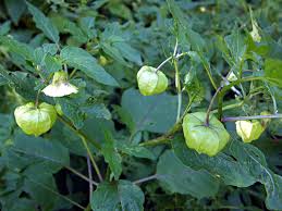 Image result for Physalis pubescens