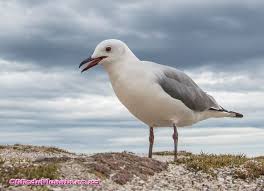 Grey Bird With Large Beak Otto S Adventure Hartlaub S Gull Sea Birds Wild Birds Courser