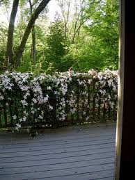 Clematis Montana Sorte Weiss Schlingpflanze Balkon Gelander Kletterpflanzen Clematis Schlingpflanzen