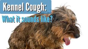 Lung cancer is a cancer that begin in the lungs, one of our body's most fragile organs. Kennel Cough In Dogs Youtube