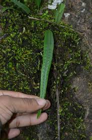 Image result for Lepisorus